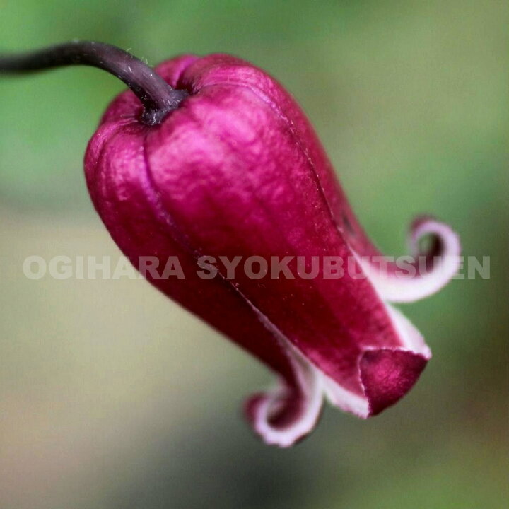 楽天市場 クレマチス 茜のツボ アカネノツボ ２年苗 おぎはら植物園