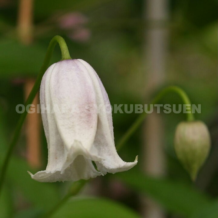 楽天市場 クレマチス カイウ 2年苗 おぎはら植物園 楽天市場 クレマチス カイウ 2年苗 おぎはら植物園