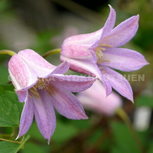 N}`X e~[j[ xfi~[lxj 2Nc