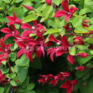 N}`X efB[o[h W\f 2Nc