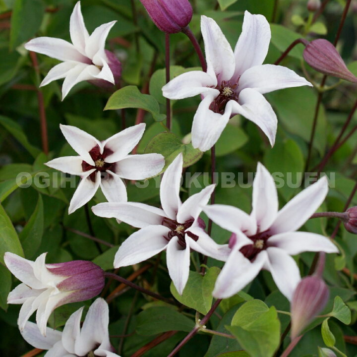 楽天市場 クレマチス プリンセス ケイト Pvp ２年苗 おぎはら植物園