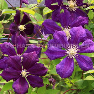 N}`X@r`Z eGg[ oCIbgf 2Nc