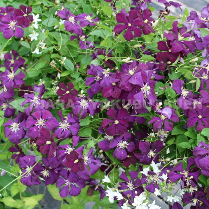 楽天市場 クレマチス ビチセラ エトワールバイオレット １年苗 おぎはら植物園