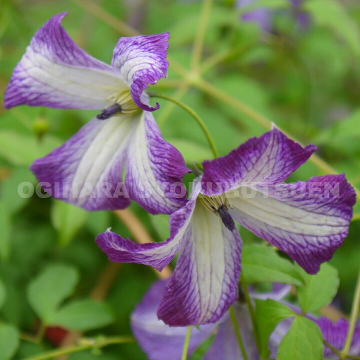 楽天市場 クレマチス ビチセラ アイ アム レディーj ２年苗 おぎはら植物園