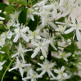 楽天市場 花の苗物 種類 植物 クレマチス 人気ランキング1位 売れ筋商品