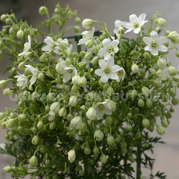 楽天市場 クレマチス カートマニー ジョー １年苗 おぎはら植物園