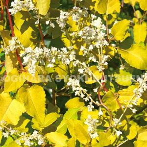 ĐJYiicLJYjeT}[ TVCf