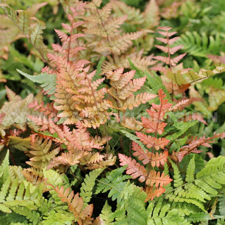 楽天市場 ベニシダ おぎはら植物園