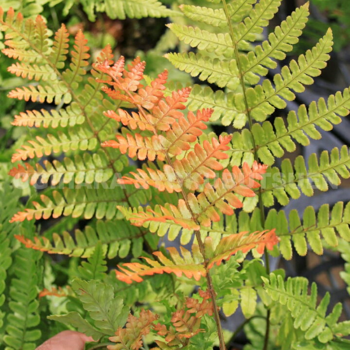 楽天市場 ベニシダ おぎはら植物園