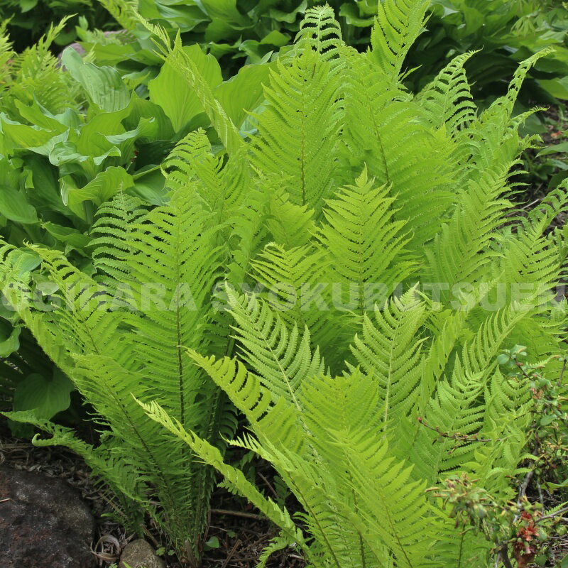 クサソテツ（コゴミ）