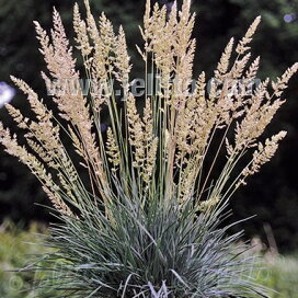 楽天市場】 グラス類（ススキ、カレックス、フェスツカなど） : お 