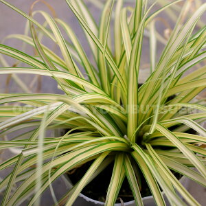 OX@xAOXiJbNX eGo[ S[hfj