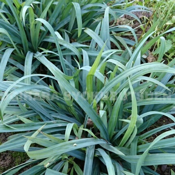 楽天市場】グラス カレックス  