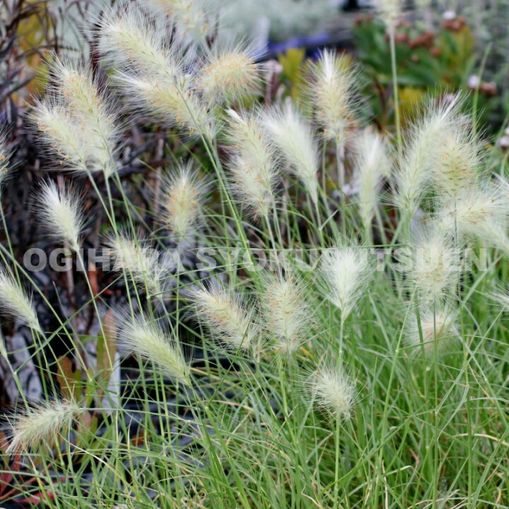 楽天市場 グラス ペニセタム ビロサム 銀狐 ギンギツネ おぎはら植物園