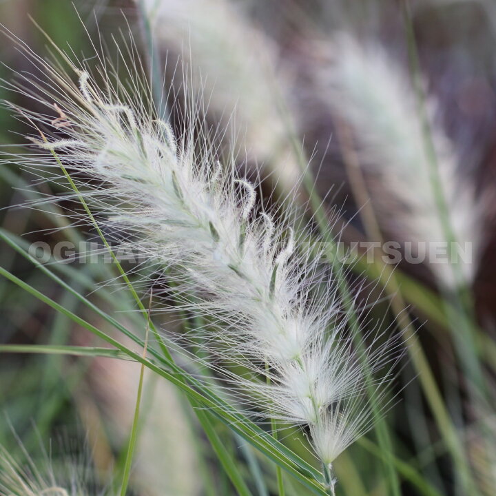 楽天市場 グラス ペニセタム ビロサム 銀狐 ギンギツネ おぎはら植物園