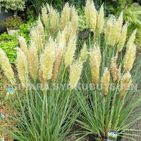 グラス　パンパスグラス ‘タイニー パンパ’(PVP)　5号ポット