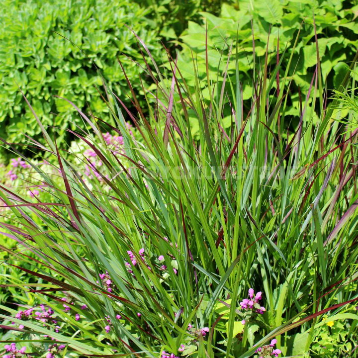 楽天市場 グラス パニカム シェナンドア おぎはら植物園 楽天市場 グラス パニカム シェナンドア おぎはら植物園