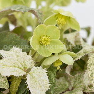 NX}X[Y@A[OeBtHEXiRVJXjeX^[_Xgf c