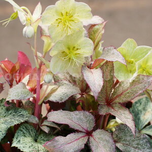 NX}X[Y@A[OeBtHEXiRVJXjeXm[tB[o[fci5j