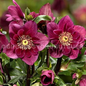 NX}X[Y@̗d et[ r[f ci5j