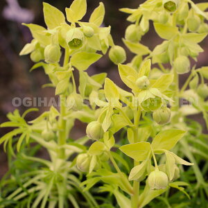 NX}X[Y@tHG`_X eS[h uIf c