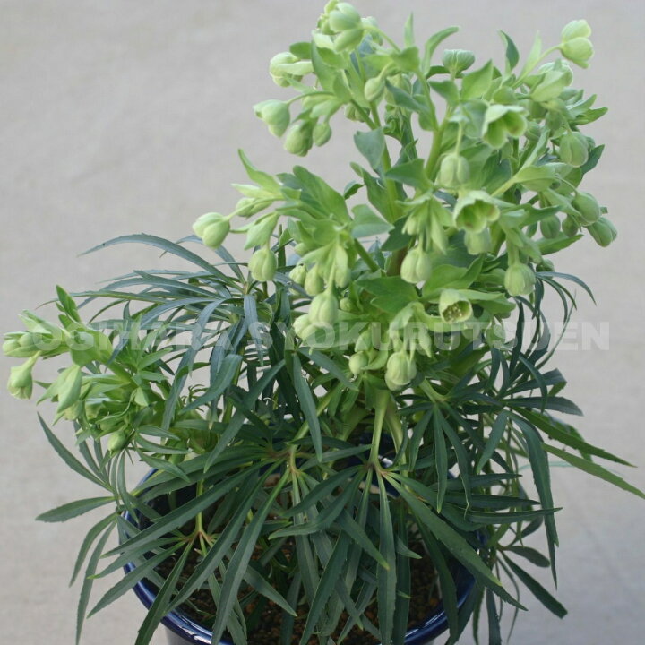 楽天市場 クリスマスローズ フォエチダス おぎはら植物園