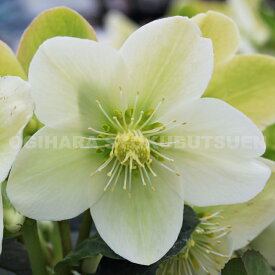 クリスマスローズ　‘アイスブレーカー マキシー’ 大苗（5号）