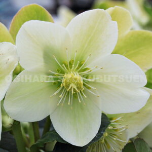 NX}X[Y@eACXu[J[ }LV[f ci5j