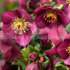 クリスマスローズ　‘アイスブレーカー ルビー’ 大苗（4.5号）