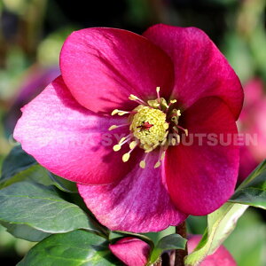 NX}X[Y@̗d eIif ci5j