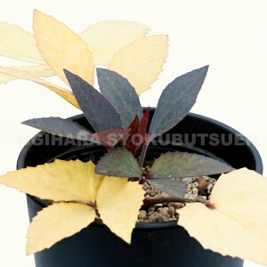 NX}X[Y@Xej[ e[ tFCYf c