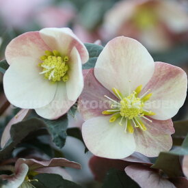 クリスマスローズ　‘マエストロ’ 大苗