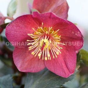 クリスマスローズ 氷の薔薇 アーリーレッド 大苗(5号)