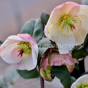 クリスマスローズ 氷の薔薇 ビアンコ 大苗(5号)