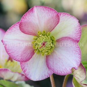 クリスマスローズ 氷の薔薇 ピコティ 大苗(5号)