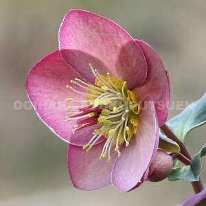 クリスマスローズ 氷の薔薇 アーリーローズ 大苗(5号)