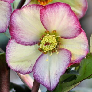 クリスマスローズ 氷の薔薇 フロステッド ローズ 大苗(5号)