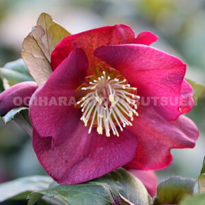 クリスマスローズ 氷の薔薇 イタリアーノ・ベノッタ 大苗(5号)