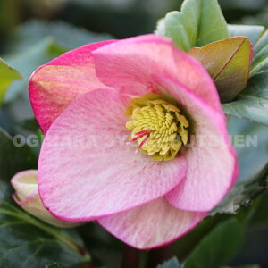 クリスマスローズ 氷の薔薇 イタリアーノ・ロゼッタ 大苗(5号)