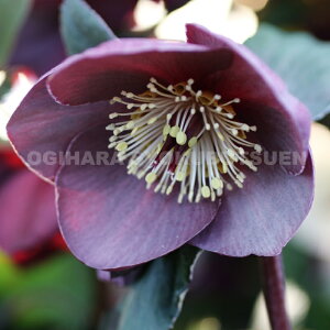 クリスマスローズ 氷の薔薇 ナイチンゲール 大苗(5号)