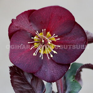 クリスマスローズ 氷の薔薇 メルロー 大苗(5号)