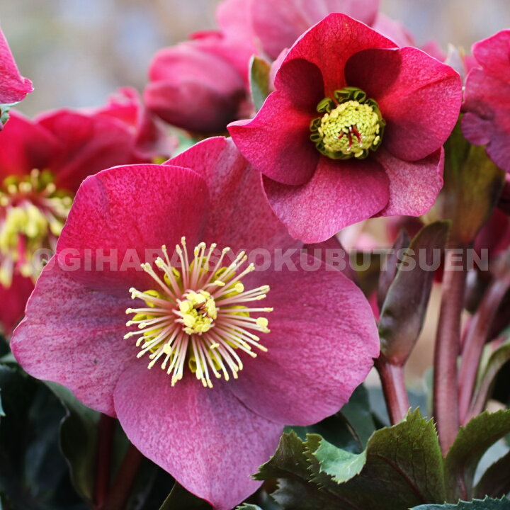 楽天市場 クリスマスローズ 氷の薔薇 レッド 大苗 4 5号 おぎはら植物園
