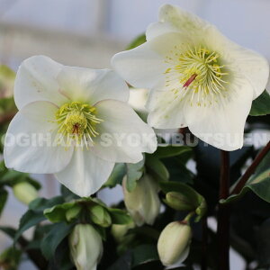 クリスマスローズ 氷の薔薇 ホワイト 大苗(5号)