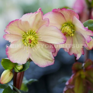 クリスマスローズ 氷の薔薇 ロザリー 大苗(5号)