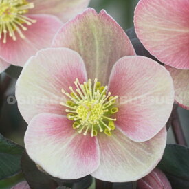 クリスマスローズ　‘ピンク フロスト’ 大苗（5号）