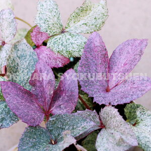 NX}X[Y@Xej[ esN _Chf c