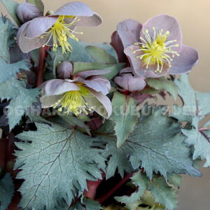 NX}X[Y@Xej[ ebL[Yf c