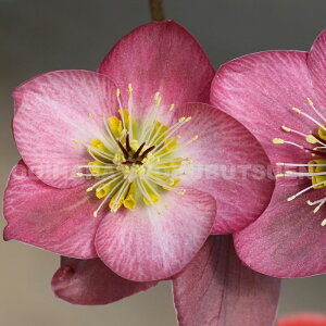 NX}X[Y eXgx[ [fiPVPj c