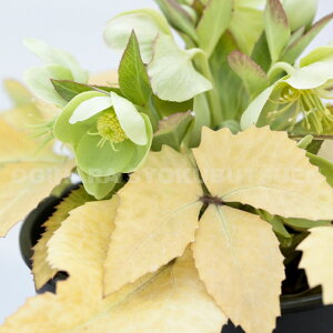 NX}X[Y@Xej[ elI S[f[tf c