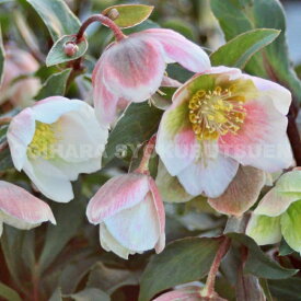 クリスマスローズ　サヒニ ‘ウインターベルズ’ 大苗